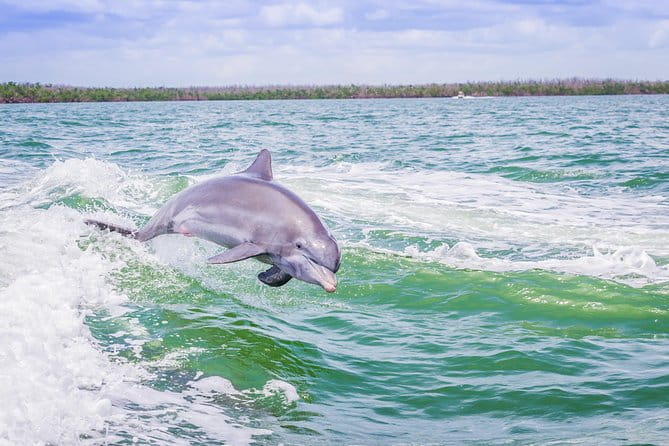 Marco Island Dolphin Sightseeing Tour - The Experience’s Practical Aspects