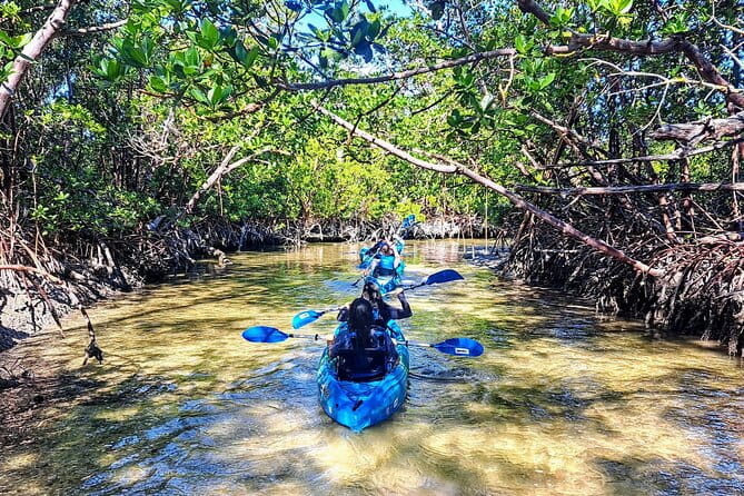 Guided Kayak Mangrove Ecotour in Rookery Bay Reserve, Naples - The Value of the Tour: Is It Worth It?