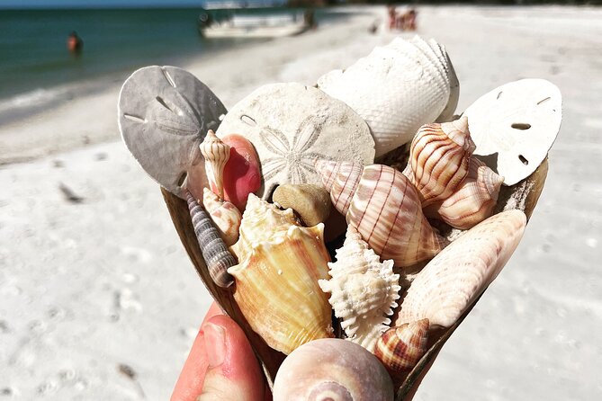 Marco Island Wildlife Sightseeing and Shelling Tour - Final Thoughts