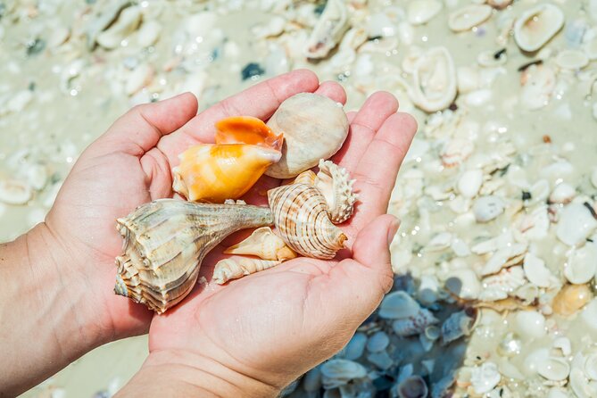 Marco Island Wildlife Sightseeing and Shelling Tour - Who Should Consider This Tour?