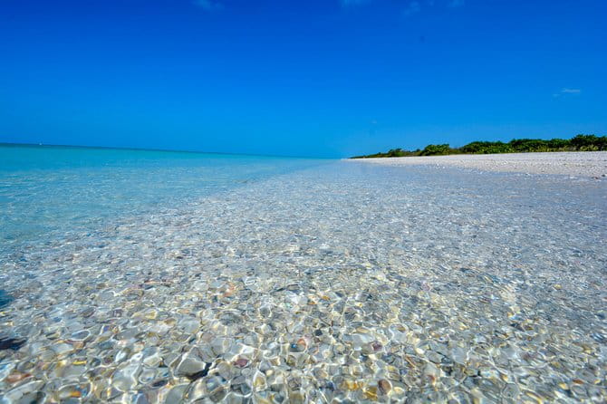 Eco Shelling Cruise to Keewaydin Island - Exploring Naples Bay and Keewaydin Island: What to Expect