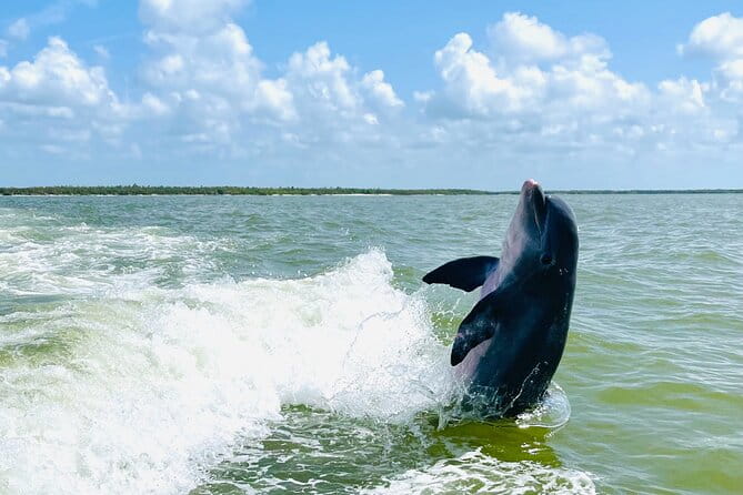 Private Shelling and Dolphin Excursion - Authentic Feedback from Travelers
