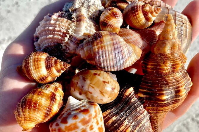 Private Shelling and Dolphin Excursion - Frequently Asked Questions