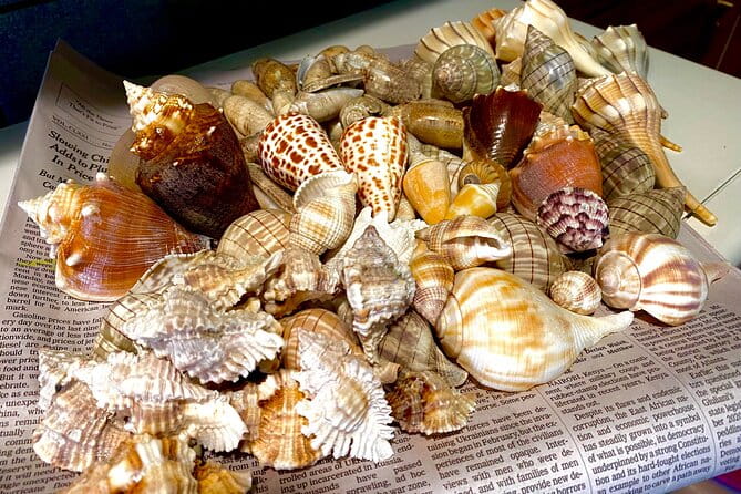 Private Shelling and Dolphin Excursion - The Practical Details