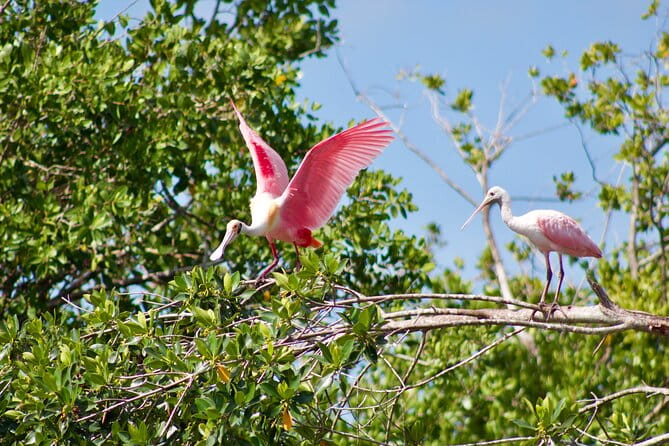 Manatees and Mangrove Tunnels Small Group Kayak Tour - Practical Details and Tips