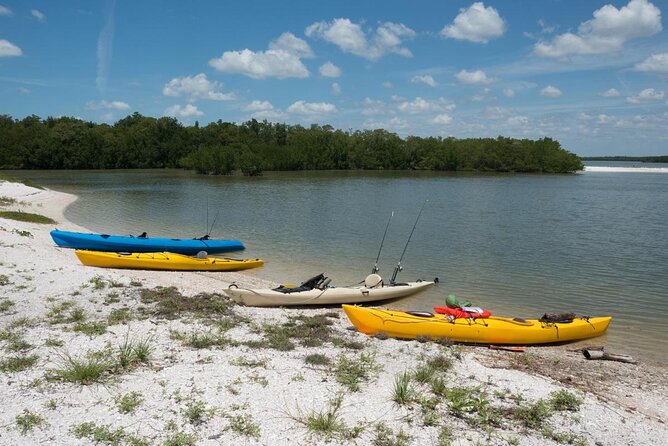 Marco Island 2 hour Dolphin, Birding and Shelling tour - Key Points