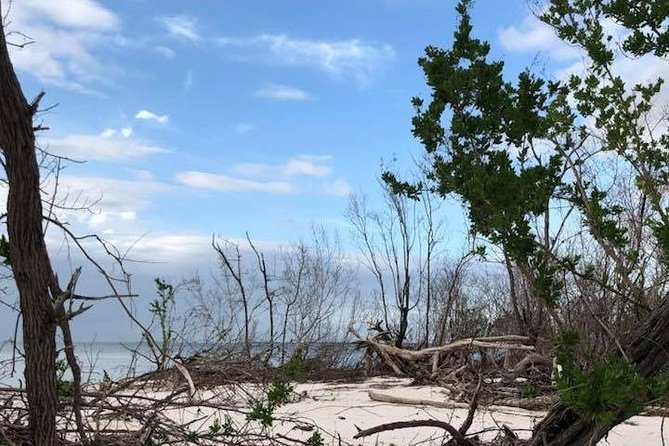 Marco Island 2 hour Dolphin, Birding and Shelling tour - FAQ