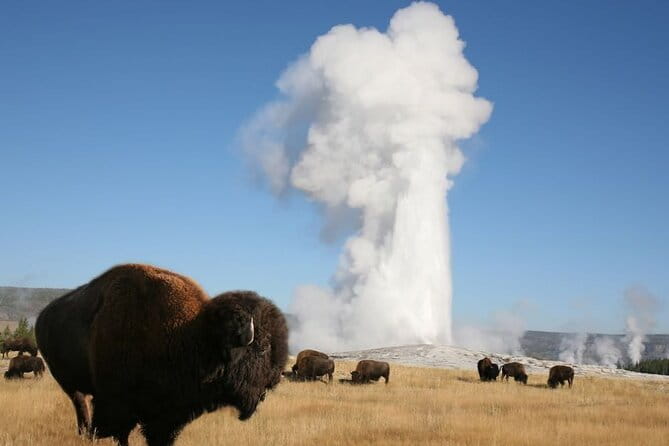 Full-Day Guided Yellowstone Day Tour - Frequently Asked Questions