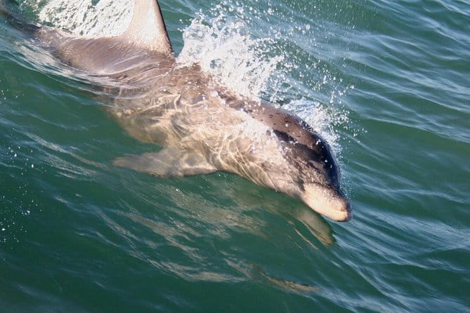Eco and Dolphin Watch Tour of South Padre Island - Who Should Consider This Tour?