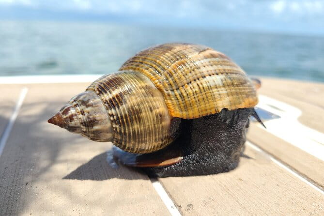 Half-Day Private Boating On Avalon Funship - Clearwater Beach - FAQ