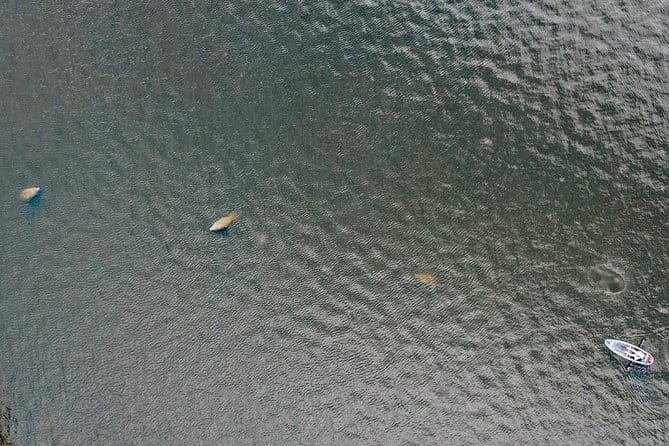 Clear Kayak Tour of Tarpon Springs | Manatee Season - The Sum Up: Is This Tour Worth It?