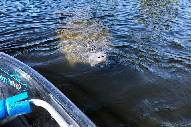 Clear Kayak Tour of Tarpon Springs | Manatee Season - What’s Not to Love?