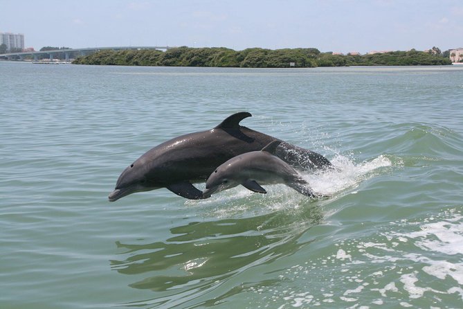 Little Toot Dolphin Adventure at Clearwater Beach - What to Expect from the Little Toot Dolphin Adventure