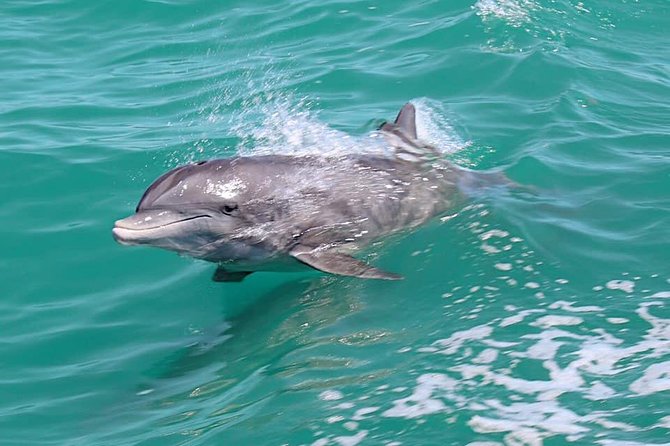 Little Toot Dolphin Adventure at Clearwater Beach - Who Should Consider This Tour?