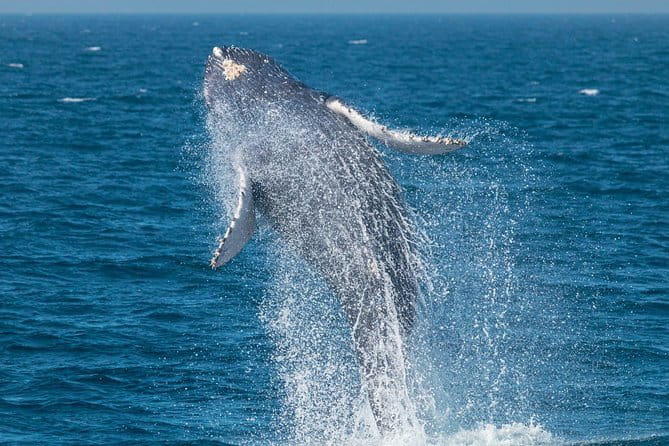 High Speed Zodiac Whale Watching Safari from Dana Point - The Sum Up