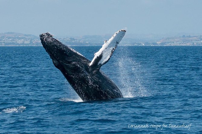 Whale Watching Excursion in Dana Point - The Experience Itself: Comfort, Narration, and Group Size