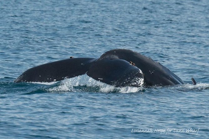 Whale Watching Excursion in Dana Point - The Cost and Its Value