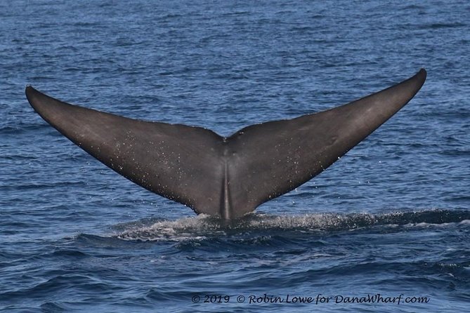 Whale Watching Excursion in Dana Point - FAQ