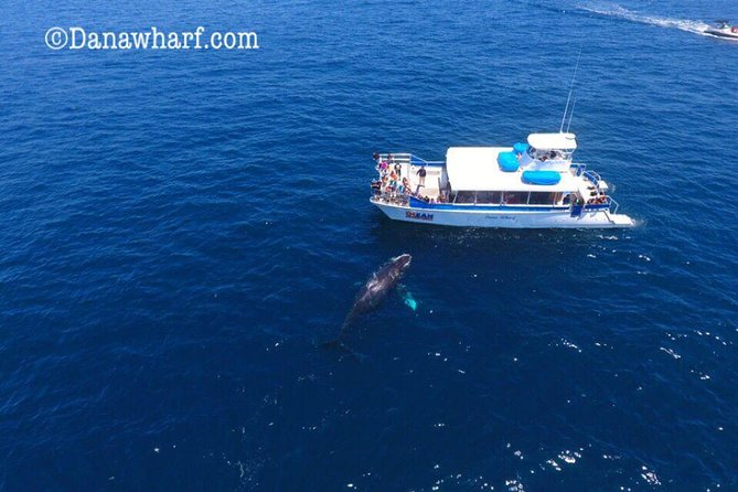 Whale Watching Excursion in Dana Point - Final Thoughts: Who Will Love This Tour?