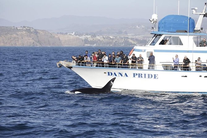 Whale Watching Excursion in Dana Point - What the Reviews Say