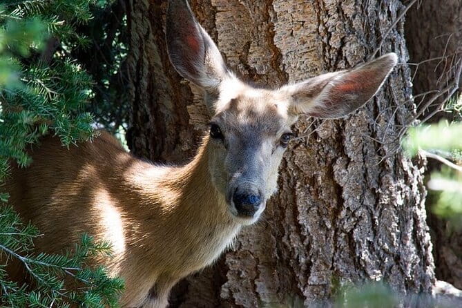 Best Of Yellowstone Full Day Nat'l Park Tour From Bozeman - The Guide and Experience