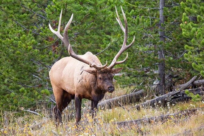Best Of Yellowstone Full Day Nat'l Park Tour From Bozeman - Practical Considerations