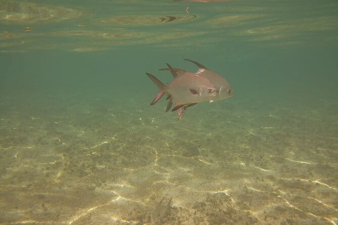 Panama City Scuba Diving Activity for Beginners - The Sum Up: Who Should Book This Tour?
