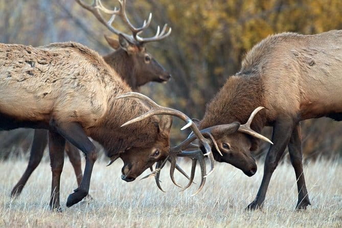 Half Day Group Sunrise Wildlife Safari - Final Thoughts: Is This Tour for You?