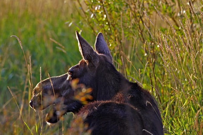 Half Day Group Sunrise Wildlife Safari - FAQs