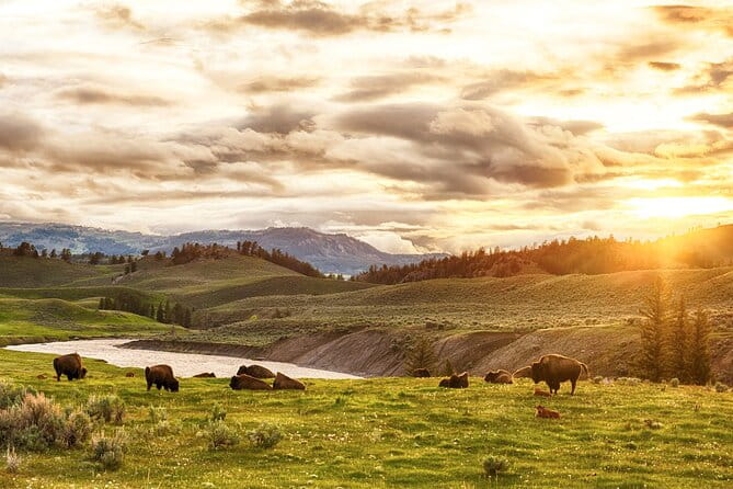 Yellowstone National Park Tour from Jackson Hole - Guides and Group Dynamics