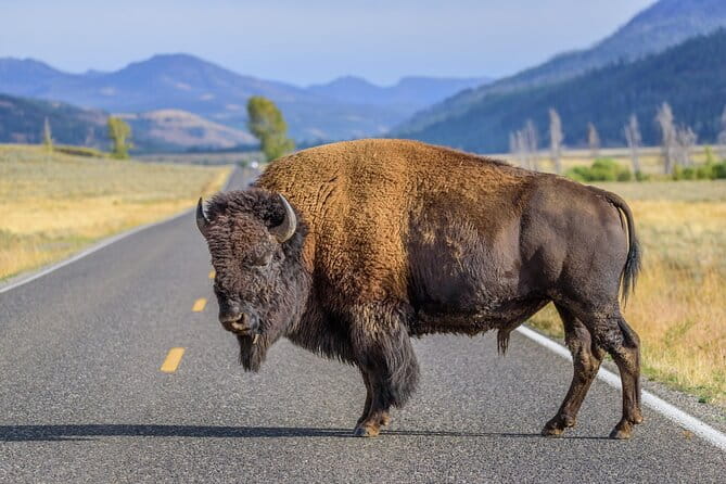Yellowstone National Park Tour from Jackson Hole - The Sum Up