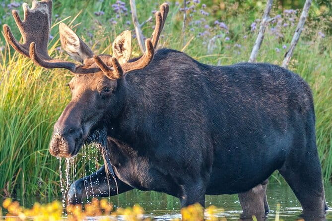 Yellowstone National Park Tour from Jackson Hole - FAQ