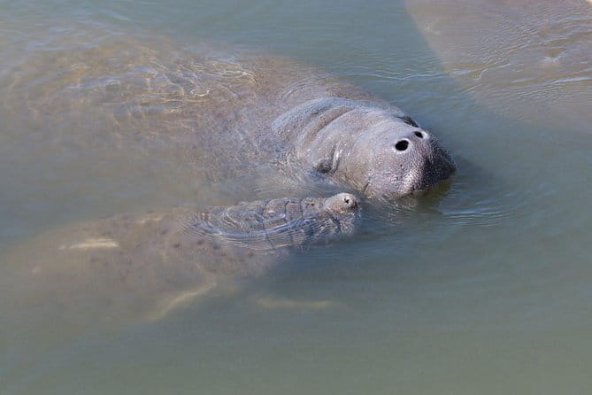 Dolphin & Manatee Kayaking Tour in Orlando Area - The Bottom Line: Is It Worth It?