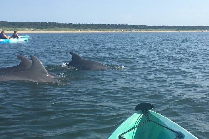 Small Group Dolphin Kayak Eco-Tour - The Final Word