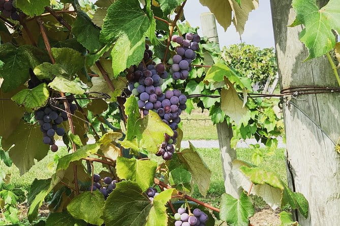 Seneca Lake Wine Tasting & Tour - What’s Included and What’s Not