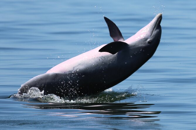 Pensacola Beach Jolly Dolphin Cruise and Scenic Bay Tour - The Sum Up: Who Should Book This Experience?