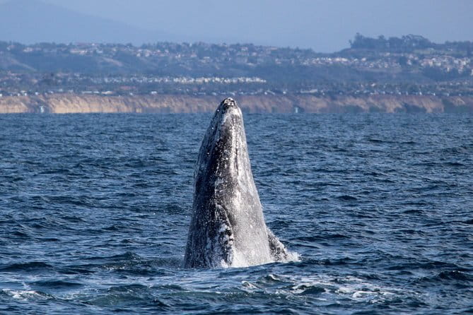 Shared Two-Hour Whale Watching Tour from Oceanside - What to Expect on the Tour