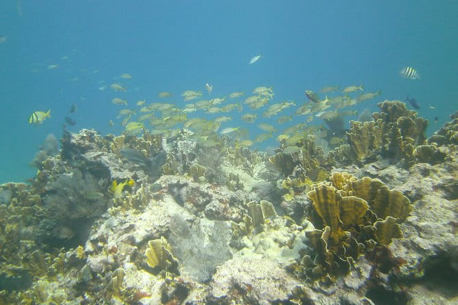 Try Scuba Diving with Professional Scuba Instructor - The Practicalities and Considerations