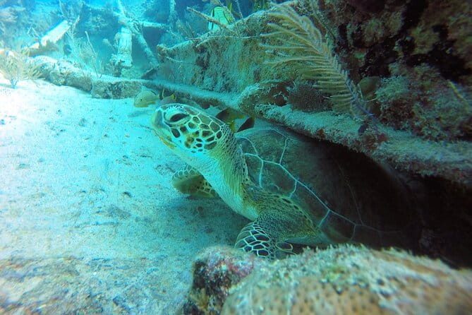 Try Scuba Diving with Professional Scuba Instructor - Frequently Asked Questions (FAQs)