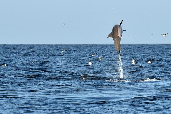 Jekyll Island Dolphin Tours - The Experience: Sightings and Atmosphere