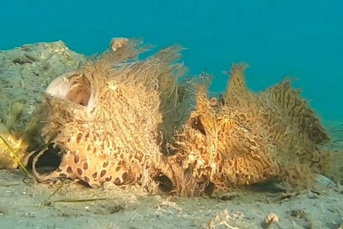 2 ½ - Hour Guided Snorkel Tour of Phil Foster Park, Free Videos! - Making the Most of Your Snorkeling Adventure