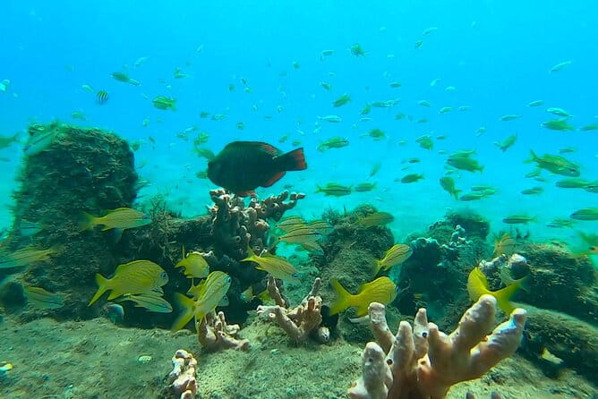 2 ½ - Hour Guided Snorkel Tour of Phil Foster Park, Free Videos! - Pricing and Value