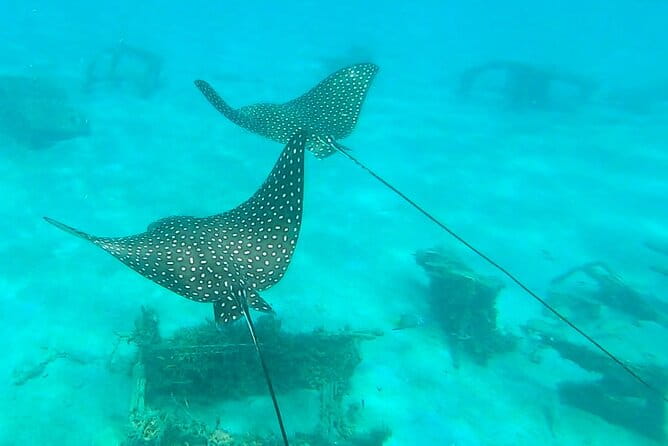 2 ½ - Hour Guided Snorkel Tour of Phil Foster Park, Free Videos! - Frequently Asked Questions