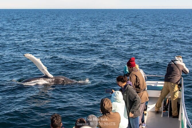 Whale Watching Trips to Stellwagen Bank Marine Sanctuary. Guaranteed sightings! - Who Will Love This Tour?