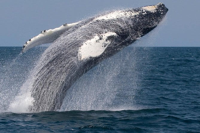 Whale Watching Trips to Stellwagen Bank Marine Sanctuary. Guaranteed sightings! - The Sum Up: Is It Worth It?