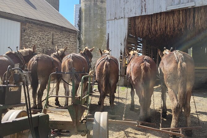 Unique Amish Immersion in Lancaster - The Guide and the Group Dynamic