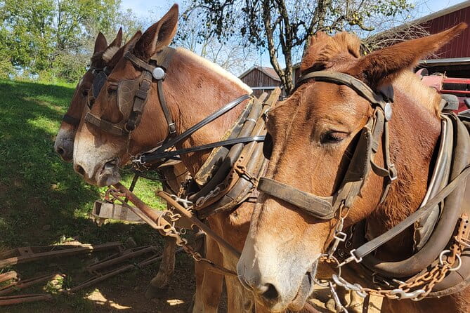 Unique Amish Immersion in Lancaster - Who Should Take This Tour?