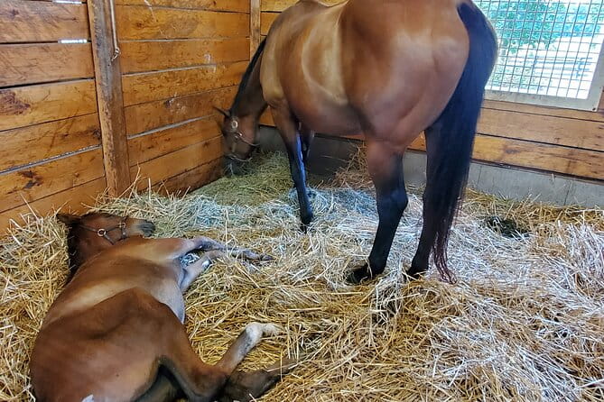Unique Horse Farm Tours with Insider Access to Private Farms - Key Points