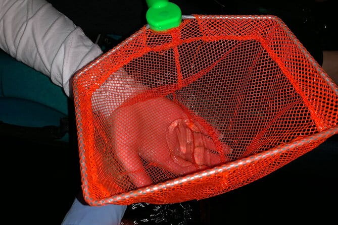 Thousand Islands Bioluminescent Kayak Tour with Cocoa Kayaking! - Frequently Asked Questions