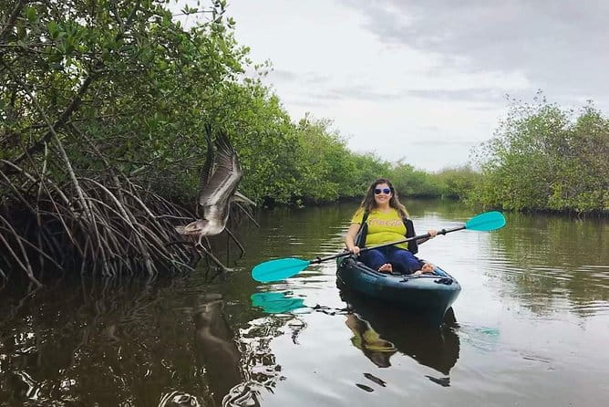 Thousand Island Mangrove Tunnel, Manatee & Dolphin Kayak Tour w/Cocoa Kayaking - Wildlife Encounters and Ecosystem Insights
